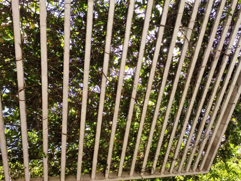 Schwebende weiße Metallpergola von Javier Colomino; Röhren mit variierenden Abständen erzeugen einen schattenspendenden Effekt, der durch die Kletterpflanzen noch verstärkt wird